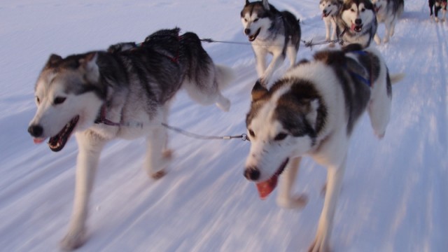 Huskytouren Nationalpark Fulufj�llet Schweden
